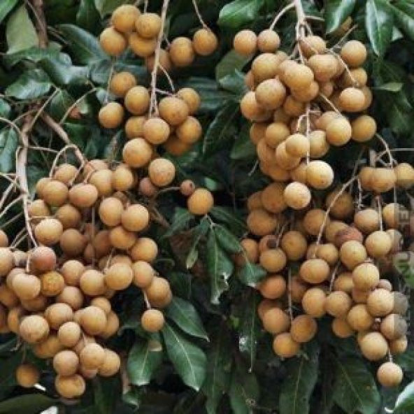 İthal Nadir Tropikal Longan Meyvesi Tohumu Ekim Seti - 3