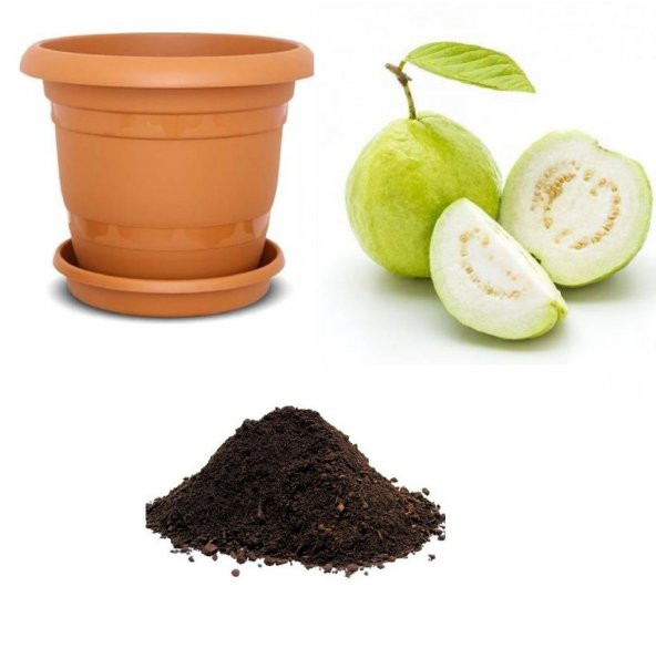 İthal Tropikal Psidium Guava Meyvesi Tohumu Ekim Seti