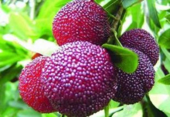 İthal Tropikal Çin Çileği Tohumu Ekim Seti - 3
