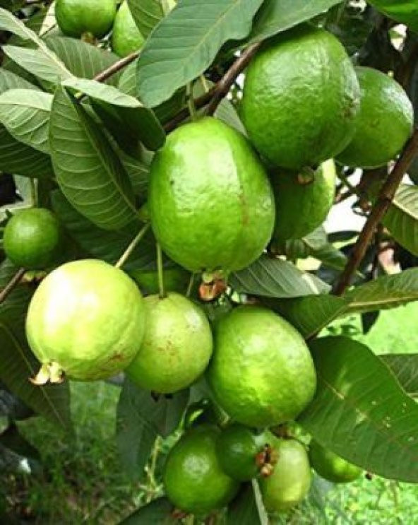 İthal Tropikal Psidium Guava Meyvesi Tohumu Ekim Seti - 3