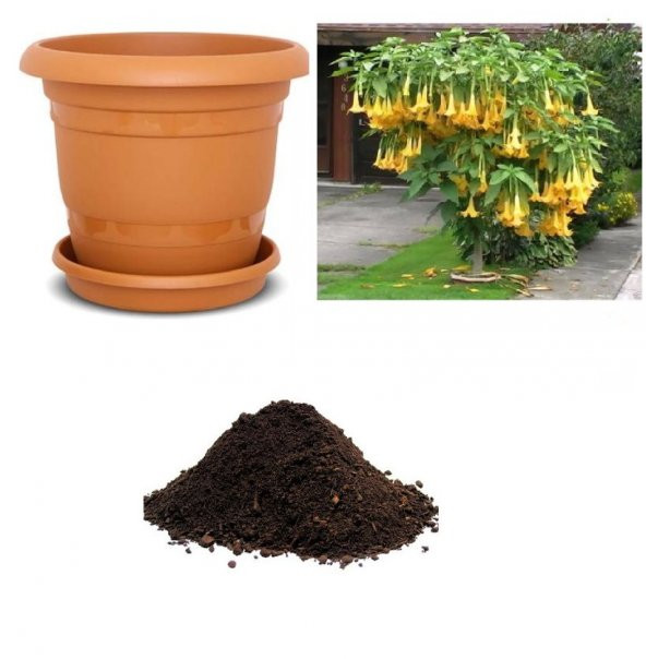 İthal Sarı Meleklerin Borusu Tohumu Ekim Seti