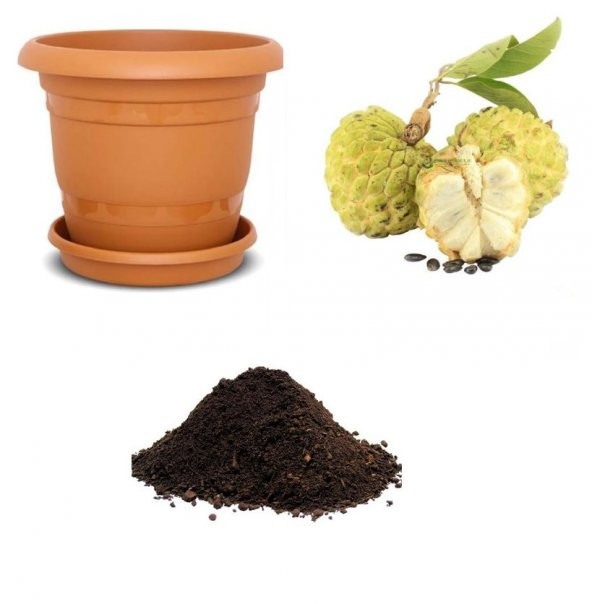 İthal Tropikal Sugar Apple Meyvesi Tohumu Ekim Seti