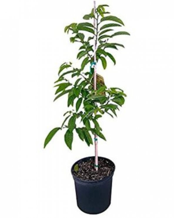 İthal Tropikal Sugar Apple Meyvesi Tohumu Ekim Seti - Resim 2