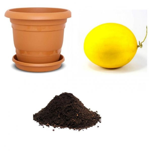 İthal Pulm Granny Kavunu Tohumu Ekim Seti ürün görseli