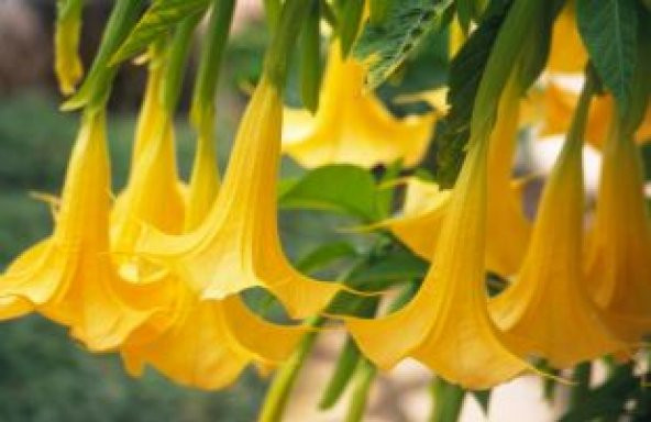 İthal Sarı Angel Trumpet Tohumu Ekim Seti - 4