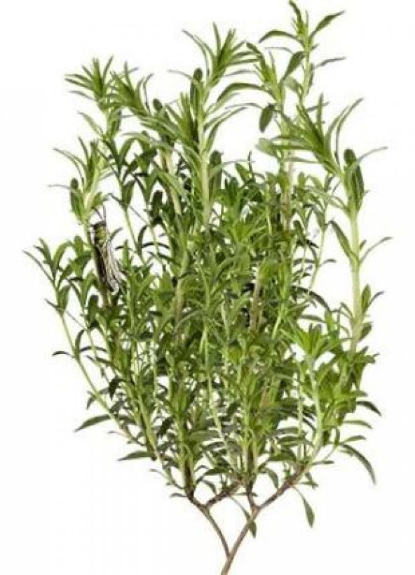 Aromatik Dağ Kekik Tohumu Ekim Seti - 3