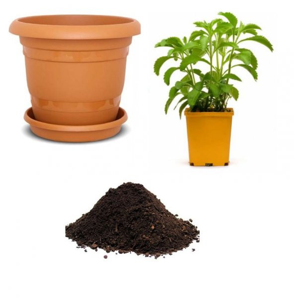 Saksılık Stevya Tohumu Ekim Seti