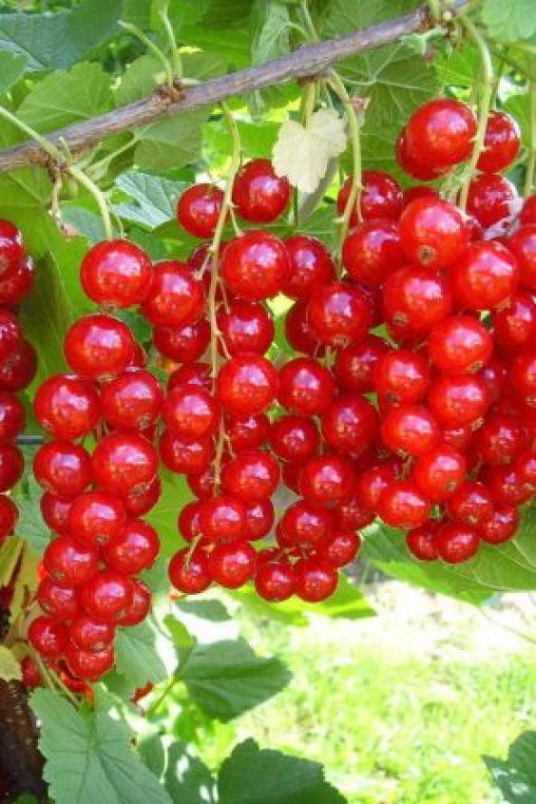 Tropikal Bektaş Üzümü Tohumu Ekim Seti - Resim 3