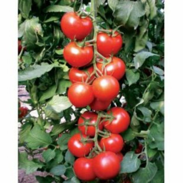 Nadir Erkenci Salkım Domates Tohumu Ekim Seti - Resim 3