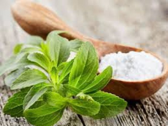 Saksılık Stevya Tohumu Ekim Seti - 3