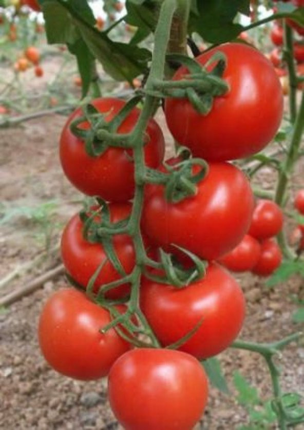 Nadir Erkenci Salkım Domates Tohumu Ekim Seti - Resim 4