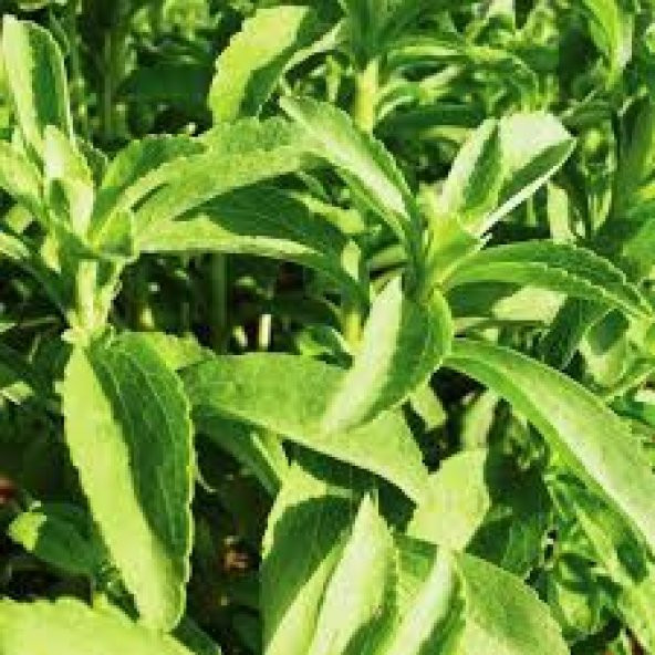 Saksılık Stevia Tohumu Ekim Seti - 2