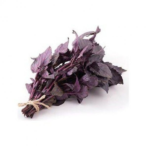 Geniş Yaprak Mis Kokulu Mor Fesleğen Tohumu Ekim Seti - Resim 2