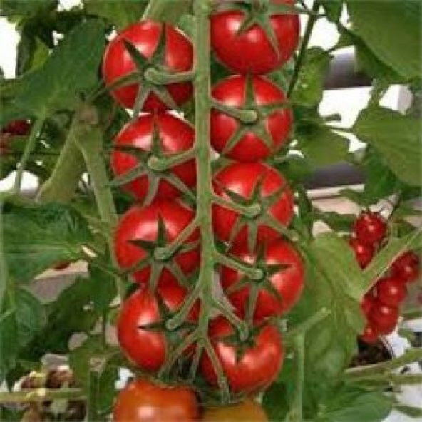 Nadir Erkenci Salkım Domates Tohumu Ekim Seti - Resim 5