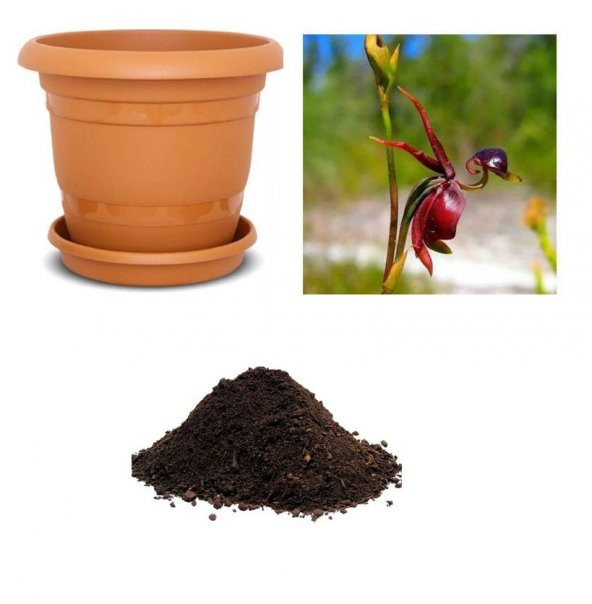 Saksılık Nadir Ördek Orkide Tohumu Ekim Seti