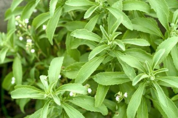 Saksılık Stevia Tohumu Ekim Seti - 4