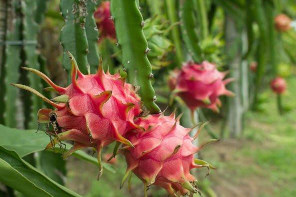 Pitaya Tohumu Ejder Meyvesi Tohumu 10 Adet Tohum Pithaya Dragon Fruit - 3