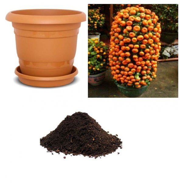 Nadir İthal Bodur Mandalina Ağacı Tohumu Ekim Seti