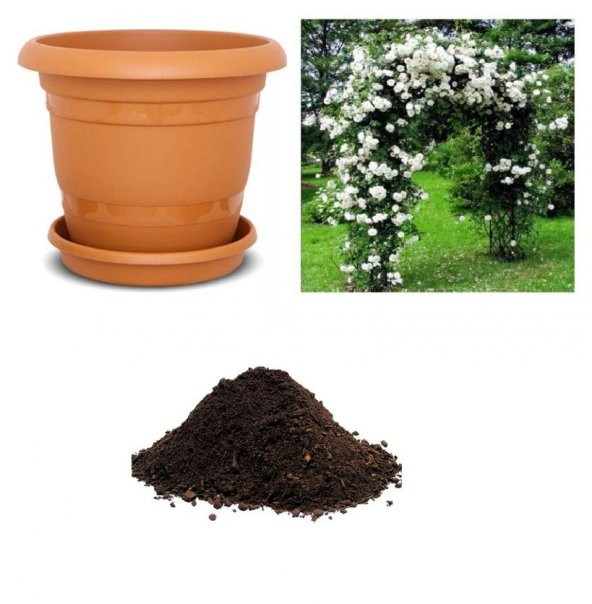 Nadir Yediveren Beyaz Sarmaşık Gül Tohumu Ekim Seti