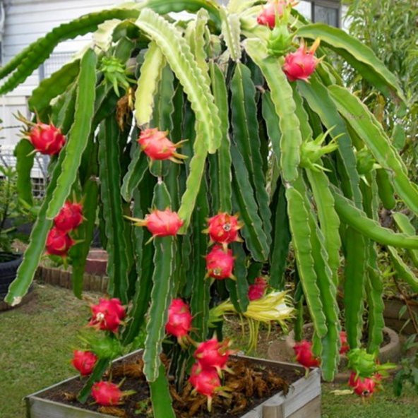 Pitaya Tohumu Ejder Meyvesi Tohumu 10 Adet Tohum Pithaya Dragon Fruit - 4