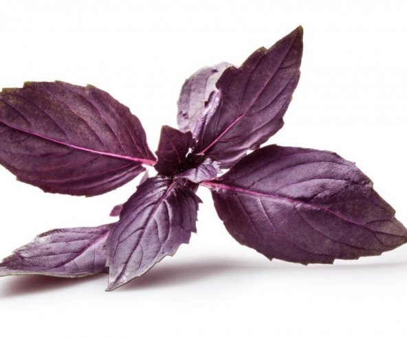 Geniş Yaprak Mis Kokulu Mor Fesleğen Tohumu Ekim Seti - Resim 5