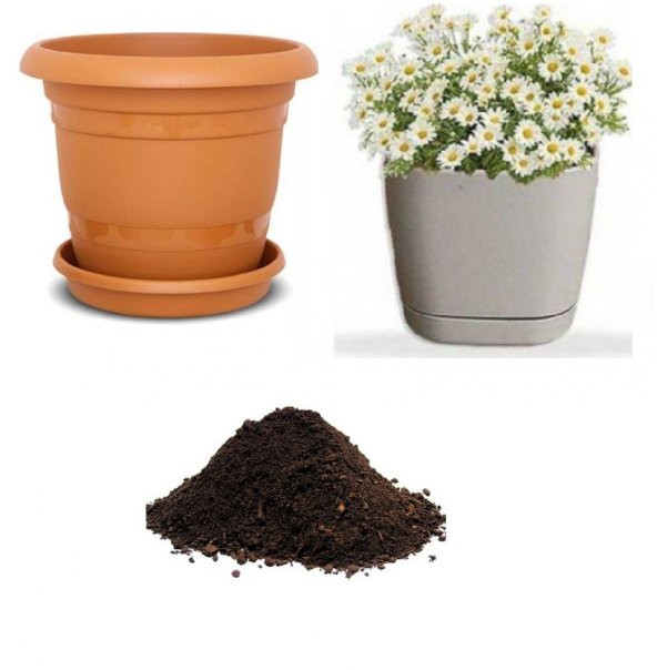 Yayılıcı Papatya Tohumu Ekim Seti ürün görseli