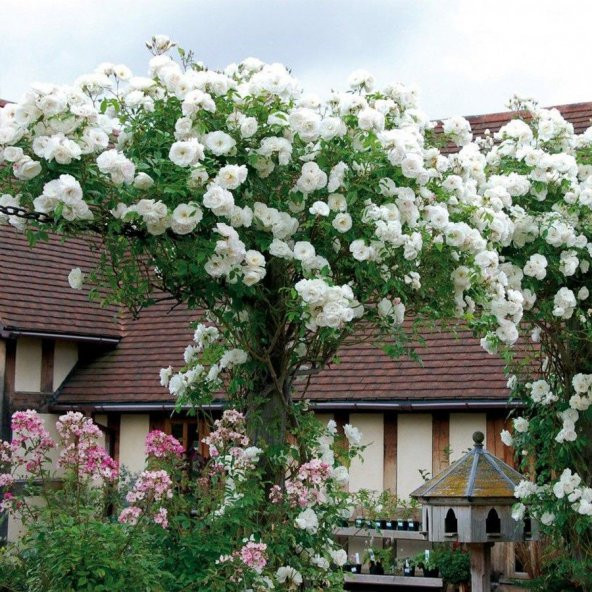 Nadir Yediveren Beyaz Sarmaşık Gül Tohumu Ekim Seti - 2