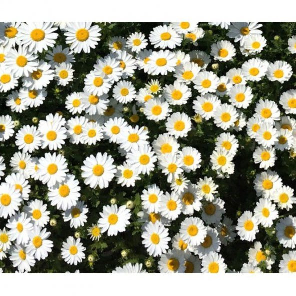 Yayılıcı Kır Papatyası Tohumu Ekim Seti - Resim 2