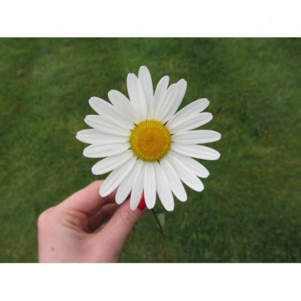 Yayılıcı Kır Papatyası Tohumu Ekim Seti - Resim 3