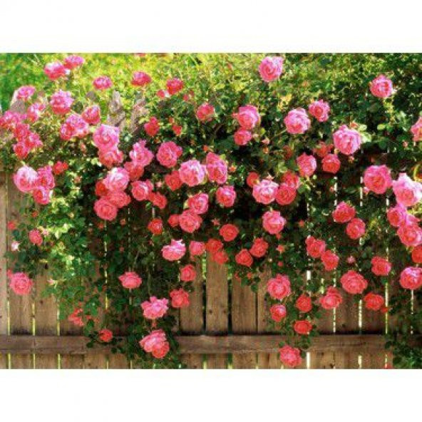 Nadir Yediveren Pembe Sarmaşık Gül Tohumu Ekim Seti - 3