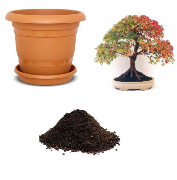 Bodur Çınar Bonzai Ağacı Tohumu Ekim Seti ürün görseli