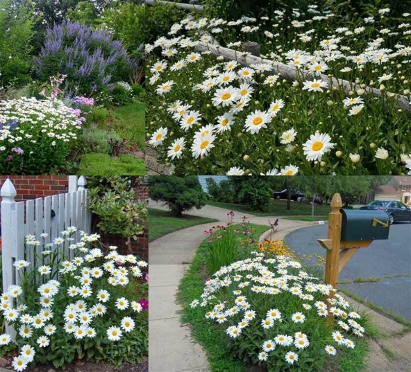 Yayılıcı Kır Papatyası Tohumu Ekim Seti - Resim 4