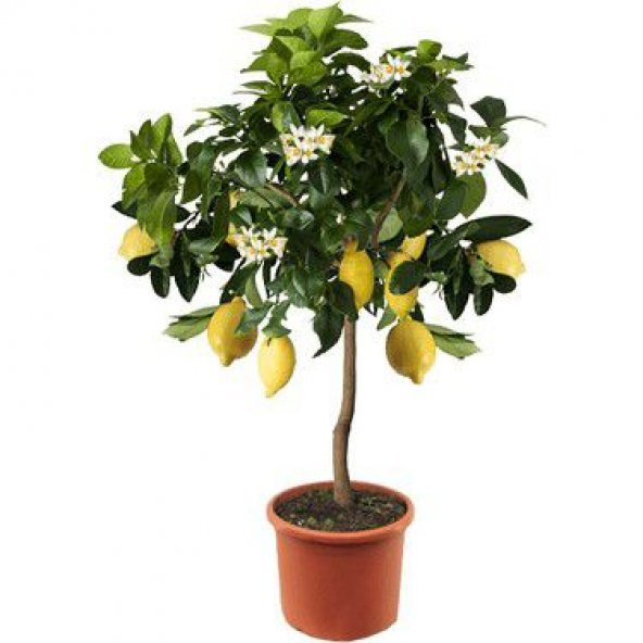 Nadir İthal Limon Bonsai Ağacı Tohumu Ekim Seti - 3