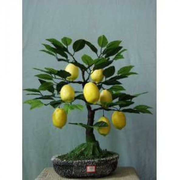 Nadir İthal Limon Bonsai Ağacı Tohumu Ekim Seti - 4