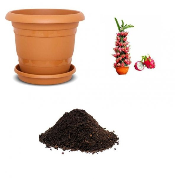 Tropikal Saksılık Ejder Meyvesi Tohumu Ekim Seti