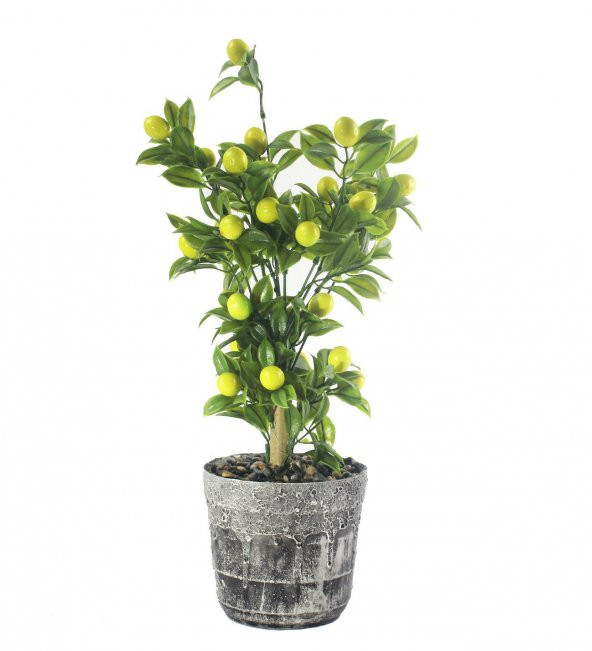 Nadir İthal Limon Bonsai Ağacı Tohumu Ekim Seti - 5