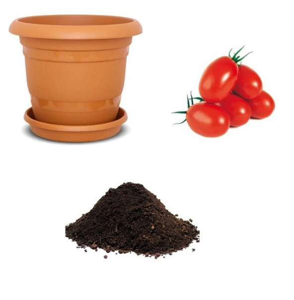 Saksılık Zeytin Domates Tohumu Ekim Seti - 1