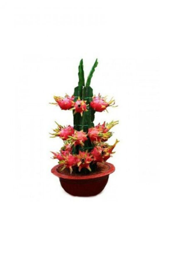 Tropikal Saksılık Pitaya Tohumu Ekim Seti - 2