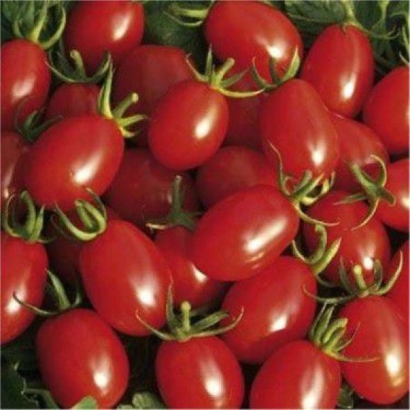 Saksılık Zeytin Domates Tohumu Ekim Seti - 2