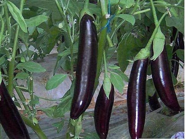 Kemer Patlıcan Tohumu Ekim Seti - Resim 3