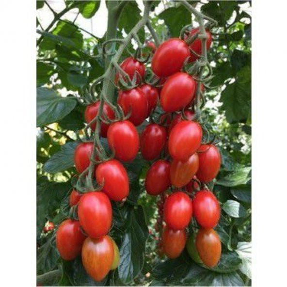 Saksılık Zeytin Domates Tohumu Ekim Seti - 3