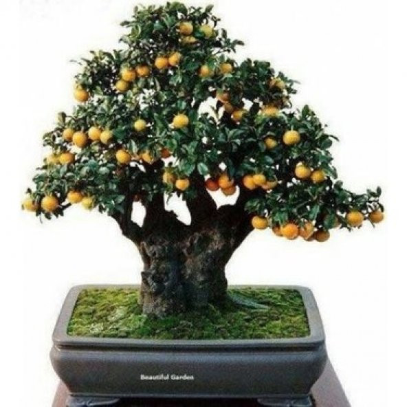 İthal Kayısı Bonzai Ağacı Tohumu Ekim Seti - Resim 3