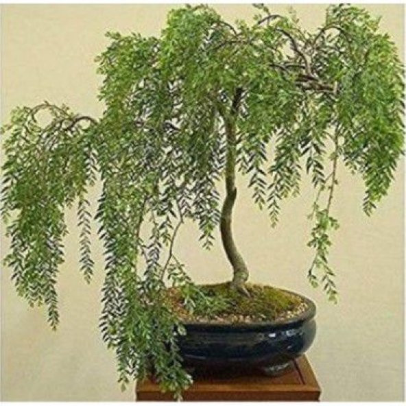 İthal Gümüş Akasya Bonzai Ağacı Tohumu Ekim Seti - 2