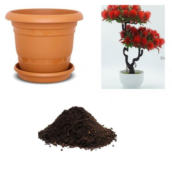 Nadir İthal Callistemon Bonzai Ağacı Tohumu Ekim Seti