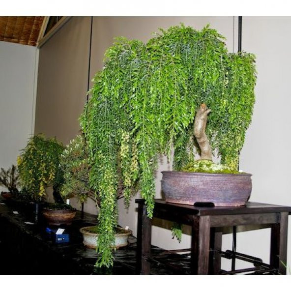 İthal Gümüş Akasya Bonzai Ağacı Tohumu Ekim Seti - 3