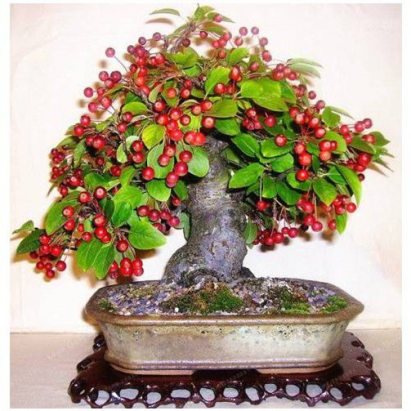 İthal Bodur Kiraz Ağacı Bonzai Tohumu Ekim Seti - Resim 2