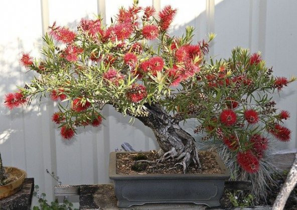 Nadir İthal Callistemon Bonzai Ağacı Tohumu Ekim Seti - 2