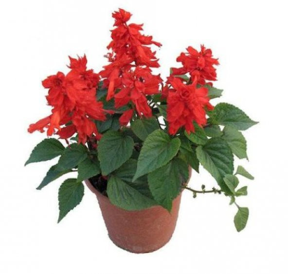 Kırmızı Ateş Çiçeği Tohumu Ekim Seti - 2