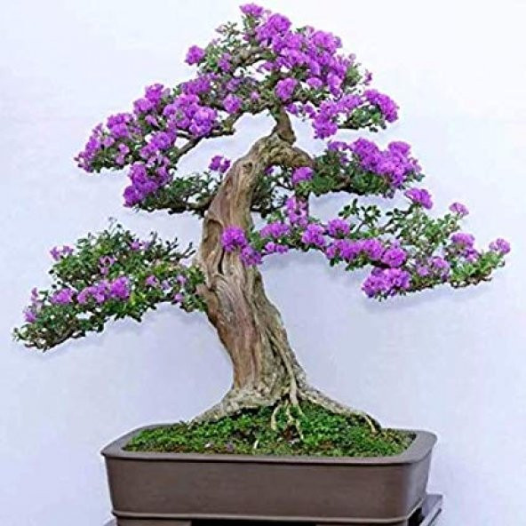 Jakaranda Bonzai Ağacı Tohumu 5 Adet Bonsai Ağacı Tohumu