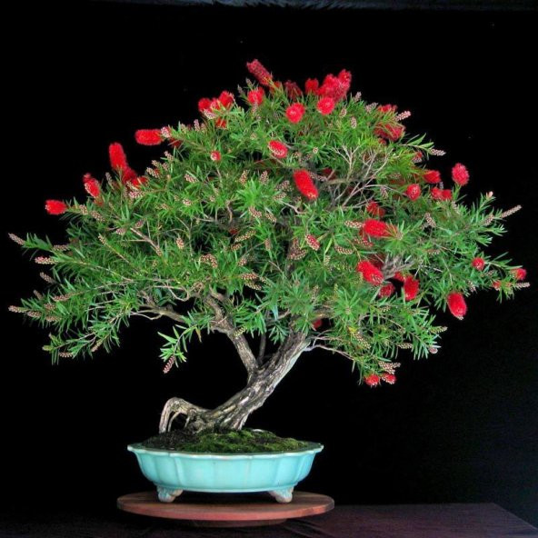 Nadir İthal Callistemon Bonzai Ağacı Tohumu Ekim Seti - 3